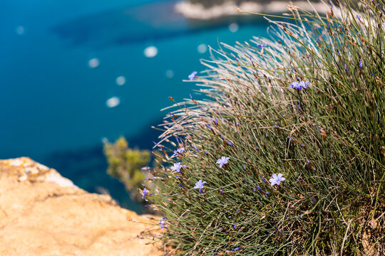 Plante en touffe avec petites fleurs bleu clair violet sur une falaise au premier plan avec la mer bleu turquoise en arri&egrave;re plan, aphyllanthe de Montpellier