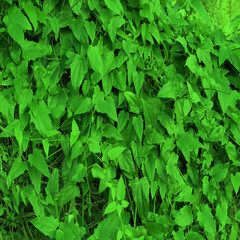 Obraz premium Vibrant green foliage texture with dense leafy plants and natural organic detail. Lush botanical background ideal for nature themes, eco designs, gardening projects, and creative layouts.