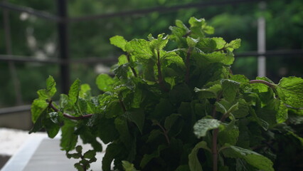 Ginger root vegetables and fresh mint leaves Concept health diet.
