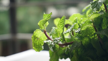 Ginger root vegetables and fresh mint leaves Concept health diet.
