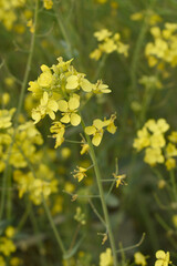 Mustard flower field is full blooming, yellow mustard field landscape industry of agriculture, mustard flowers closeup photo, Oil seed crop cultivation in Pakistan, Full Blooming Yellow Mustard Flo Dw