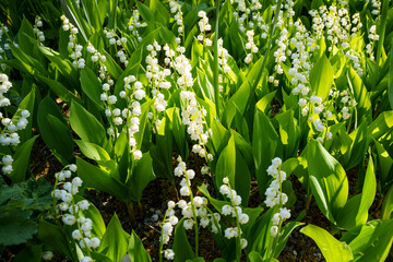 A colony of fresh Lily of the valley (Convallaria majalis), white small fragrant flowers in green leaves. Other names include May bells, Our Lady's tears, and Mary's tears.