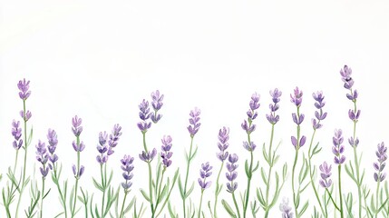 Watercolor illustration of lavender blossoms in a horizontal row.