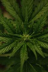 Closeup of marijuana leaves and bud on early flowering stages. Medical cannabis concept. Hemp surface texture. Vertical background