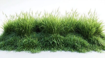 Fototapeta premium Lush, vibrant green grass clump on a pristine white background. Isolated
