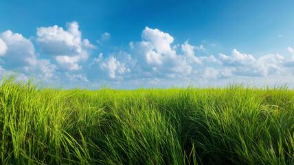 Lush green grass field under bright blue sky with fluffy white clouds