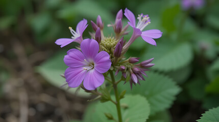 flowering inch plant tradescantia cerinthoides with flowers