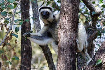 Lemurs in Isalo national park in Madagascar. 