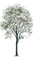 Obraz premium A big evergreen tree with visible roots, isolated and placed on white