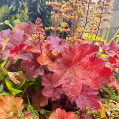 red maple leaves