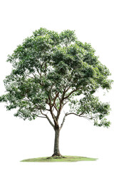 Obraz premium A big tree without any visible background, fully isolated