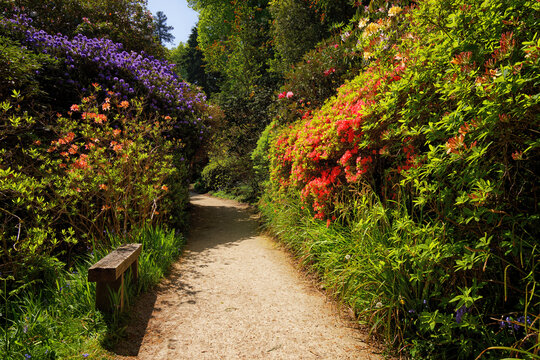The Rhododendrons and Azaleas at Leonardslee Lakes and Gardens in Horsham Sussex UK