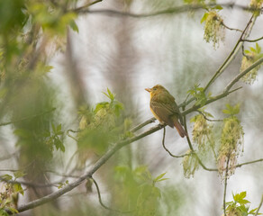 Summer Tanager