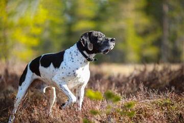 Dog english pointer