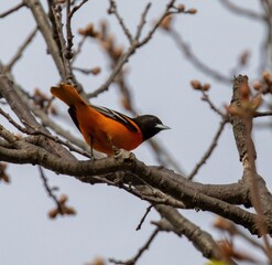 Baltimore Oriole