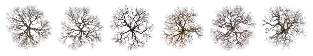 Fototapeta premium PNG Drying tree illustrated silhouette intricate., transparent background