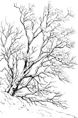 Fototapeta premium Snow Resting On Bare Branches, coloring book design, vector illustration