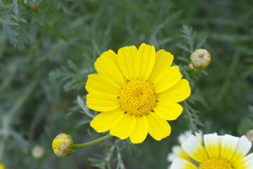 Bright Yellow Crown Daisy, Close-up of a Bright yellow crown daisy flower, blooming in nature, Close-up shot of beautiful yellow Crown Daisy flower (Chrysanthemum coronarium), Crown Daisy,
