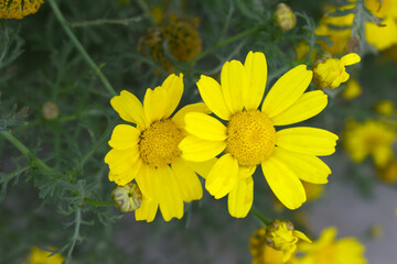 Bright Yellow Crown Daisy, Close-up of a Bright yellow crown daisy flower, blooming in nature, Close-up shot of beautiful yellow Crown Daisy flower (Chrysanthemum coronarium), Crown Daisy,