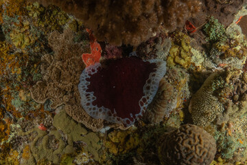 Fototapeta premium Nudibranch Sea Slug in the Red Sea Colorful and beautiful, Eilat Israel 