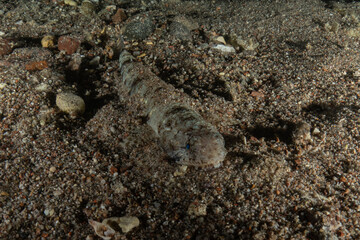 Fish swimming in the Red Sea, colorful fish, Eilat Israel
