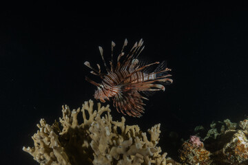 Lionfish (Pterois miles) in the Red Sea, colorful fish, Eilat, Israel
