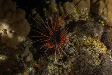 Lionfish (Pterois miles) in the Red Sea, colorful fish, Eilat, Israel

