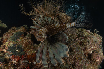 Lionfish (Pterois miles) in the Red Sea, colorful fish, Eilat, Israel
