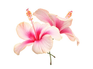 white pink Hibiscus flowers isolated on white background I Premium floral decor background