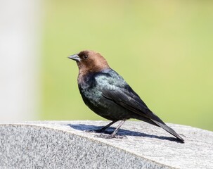 Brown Headed Cowbird