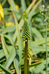 Red Hot Poker flower bud - Latin name - Kniphofia hybrids
