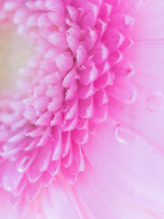 ガラス瓶詰めのピンクのガーベラをマクロ撮影12