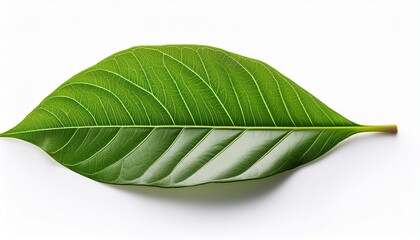 Fototapeta premium leaf isolated on white background