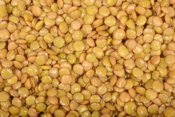A close-up shows a dense pile of rehydrated raw lentils with a smooth, slightly shiny texture