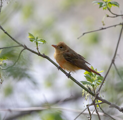 Summer Tanager