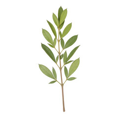 Fototapeta premium Fresh green olive branch, vibrant leaves with varied shades of green, ideal for representing peace or nature themes. Isolated on white background or PNG