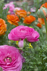 Beautiful Pink ranunculus flower growing in an outdoor flower garden. ranunculus flower closeup, Pink blooming flower, Closeup shot of a beautiful blossoming ranunculus in field