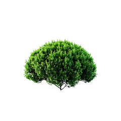 Isolated green bush plant for garden landscaping design and outdoor natural decoration on transparent background