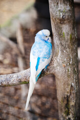Cute little blue and white forpus parrot in a cage