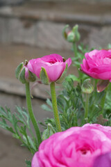 Fototapeta premium Beautiful Pink ranunculus flower growing in an outdoor flower garden. ranunculus flower closeup, Pink blooming flower, Closeup shot of a beautiful blossoming ranunculus in field