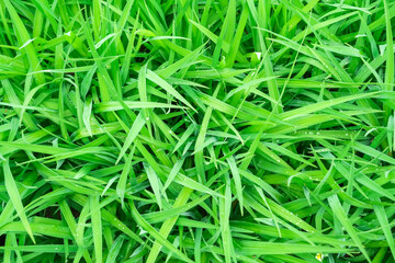 dew on green grass as nature background