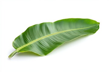 Obraz premium Single banana leaf against a bright white background.
