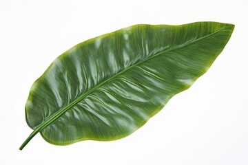Fototapeta premium Isolated, large tropical leaf, vibrant green tones.