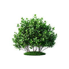 Obraz premium Isolated green bush plant foliage shrub small tree garden landscaping nature design on transparent background