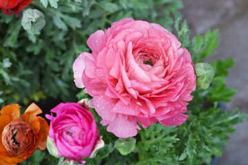 Beautiful Pink ranunculus flower growing in an outdoor flower garden. ranunculus flower closeup, Pink blooming flower, Closeup shot of a beautiful blossoming ranunculus in field