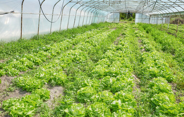 Organic vegetables grown in a polytunnel.