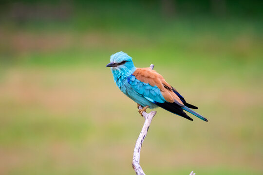 European roller (Coracias garrulus) bird.
