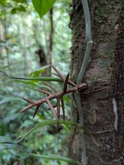 Obraz premium Monteverde Cloud Forest