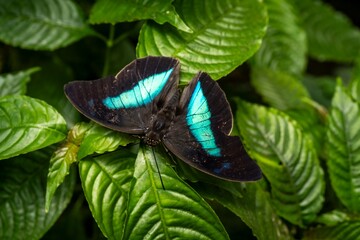 blue morpho butterfly