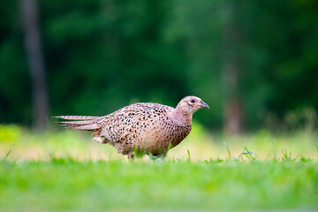 Common pheasant (Phasianus colchius) in green field